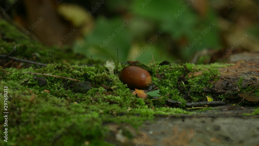苔とドングリ 苔とドングリ