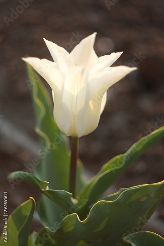 White tulip (Tulipa)