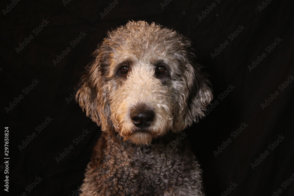 Labaradoodle Dog Portrait Labaradoodle Dog Portrait