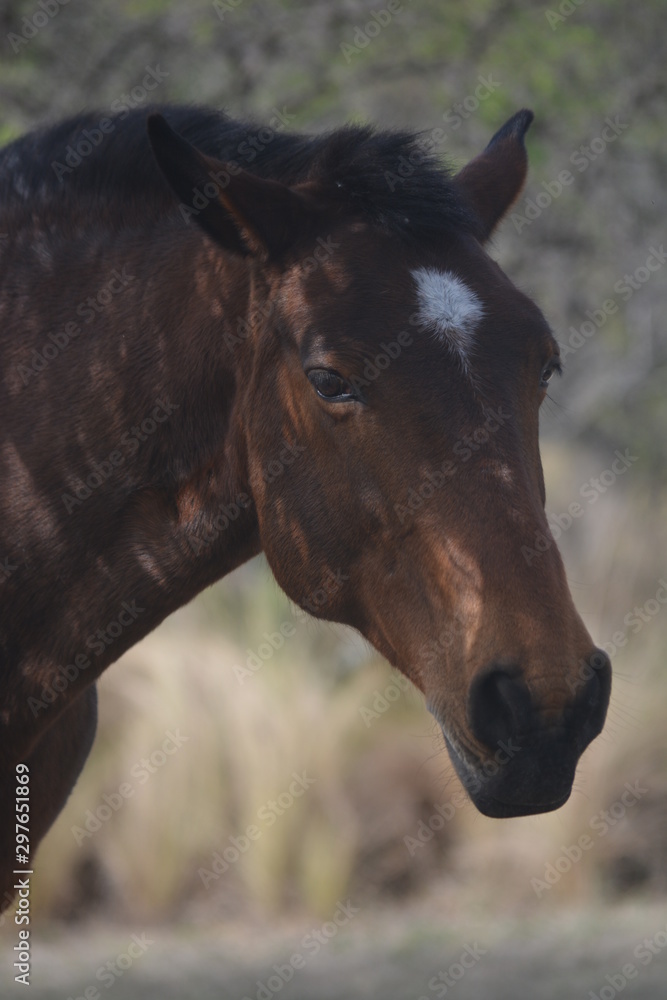 Obraz premium Caballo - primer plano