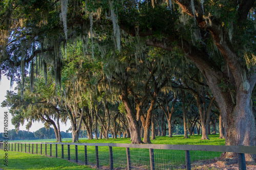 Foto Large old trees with spanish moss on a beautiful central Florida ranch