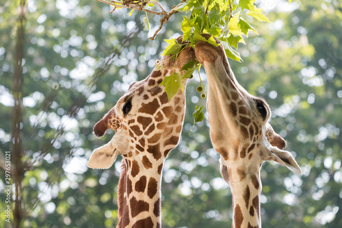 Photography GIRAFFES
