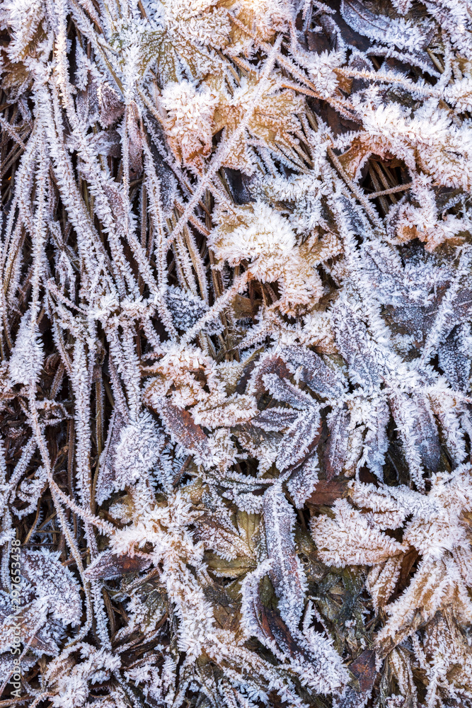 Ice crystals on leaves and grasses, frosted ground, cold winter day