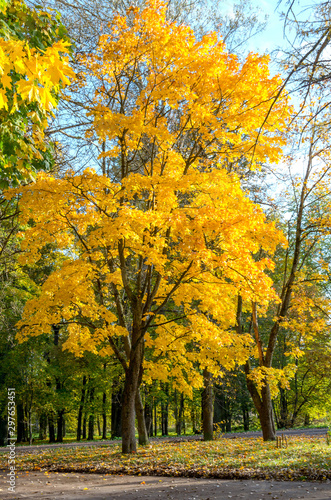 Tree with yellow leafs in city park