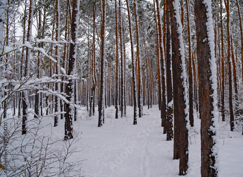 Fabulous evening in the winter forest. Nature is cold.