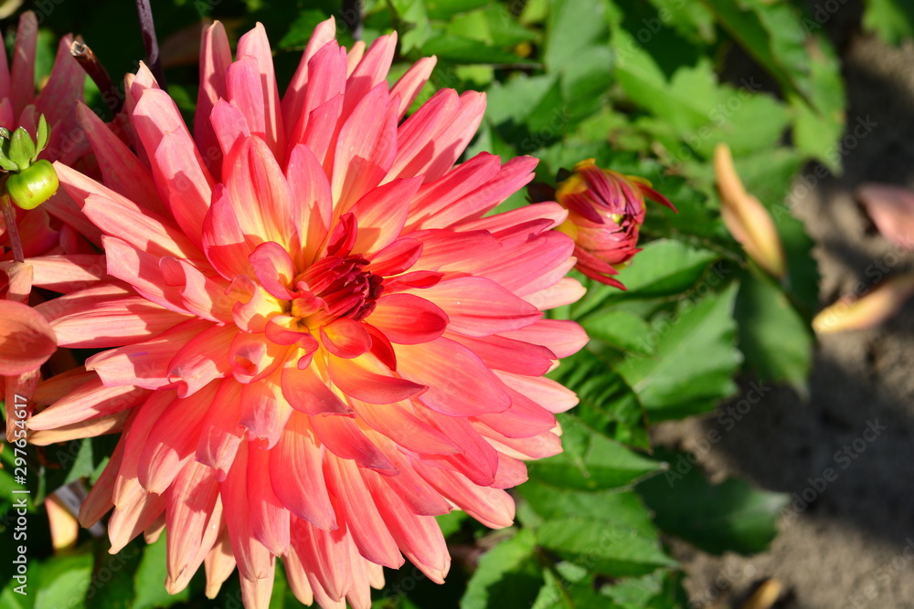 Red Dahlia flower in front of a green bush as background