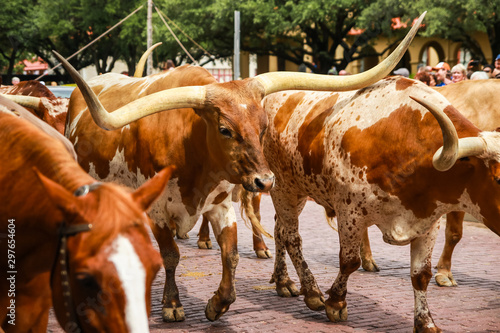 Fotografie Longhorn Cattle Drive at the stockyards of Fort Worth, Texas, USA