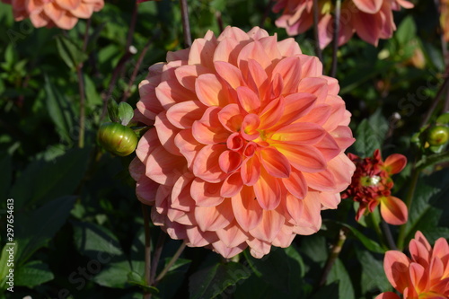 Orange Dahlia flower in front of a bush of other Dahlia flowers