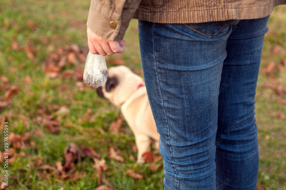 a girl in blue jeans stands with her back and holds in her hands a plastic bag with dog excrement. young pug dog on the background out of focus. a girl in blue jeans stands with her back and holds in her hands a plastic bag with dog excrement. young pug dog on the background out of focus.