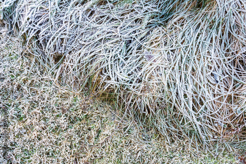 Ice crystals on leaves and grasses, frosted ground, cold winter day