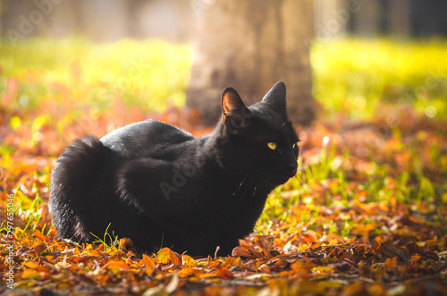 Black cat sat in the autumn warm foliage
