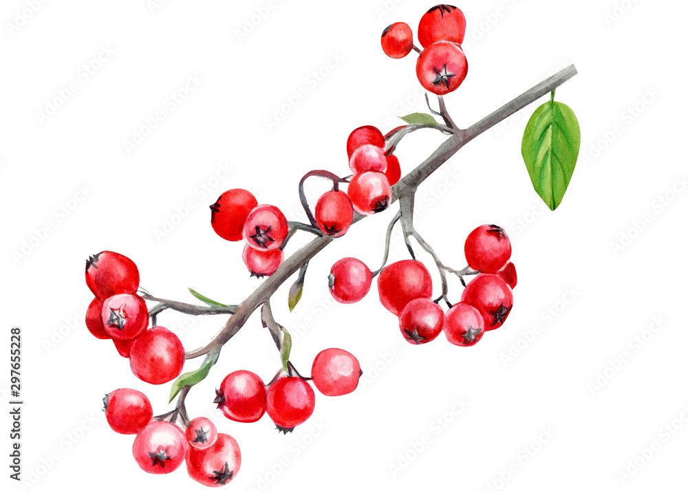 beautiful watercolor branch with red berries on a white background beautiful watercolor branch with red berries on a white background