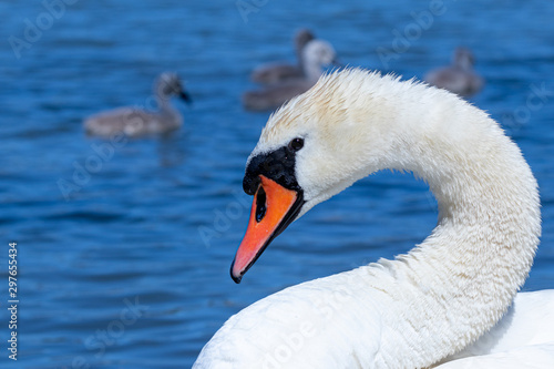 Graceful mute swan posing for side portrait.