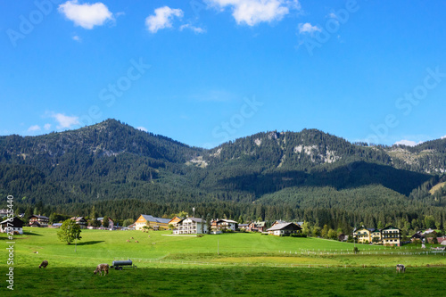 Early morning in Austria. Traditional Austrian landscape: mountains, cozy houses and green lawns. Cows graze on the green grass. Euro trip.