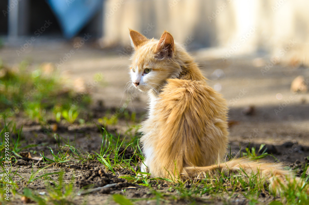 Little long-haired kitten sits a bright photo Little long-haired kitten sits a bright photo