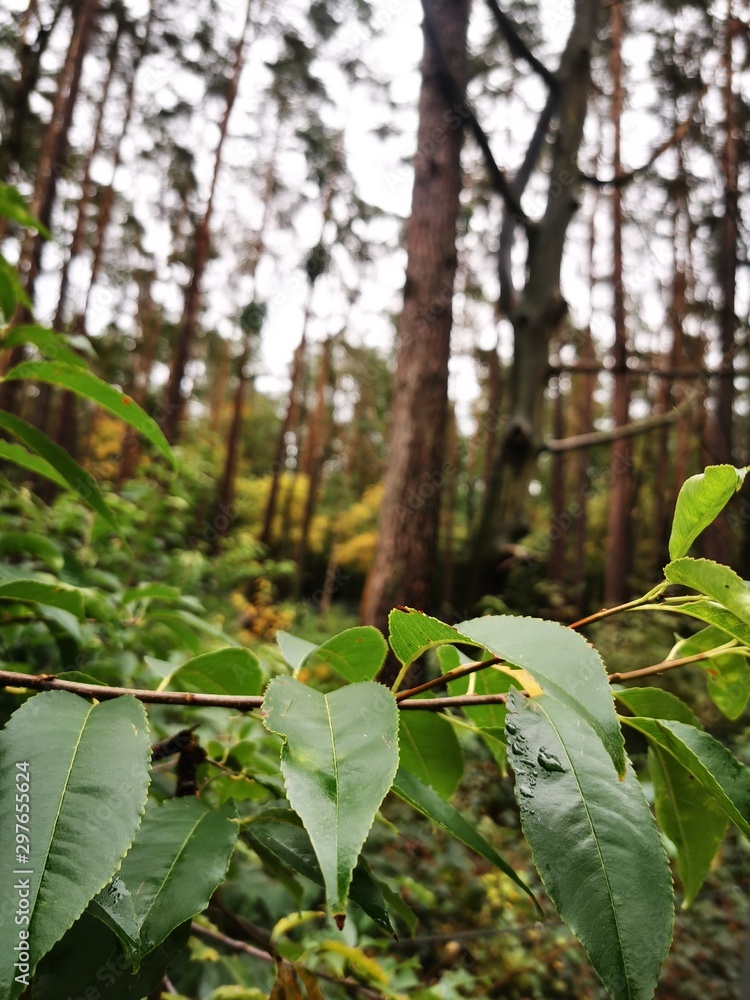 Obraz premium tree in the garden