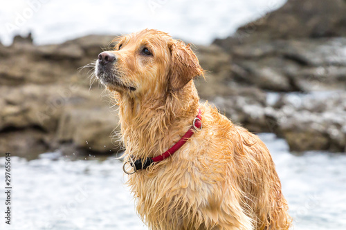 Golden retriever dog enjoying on the beach