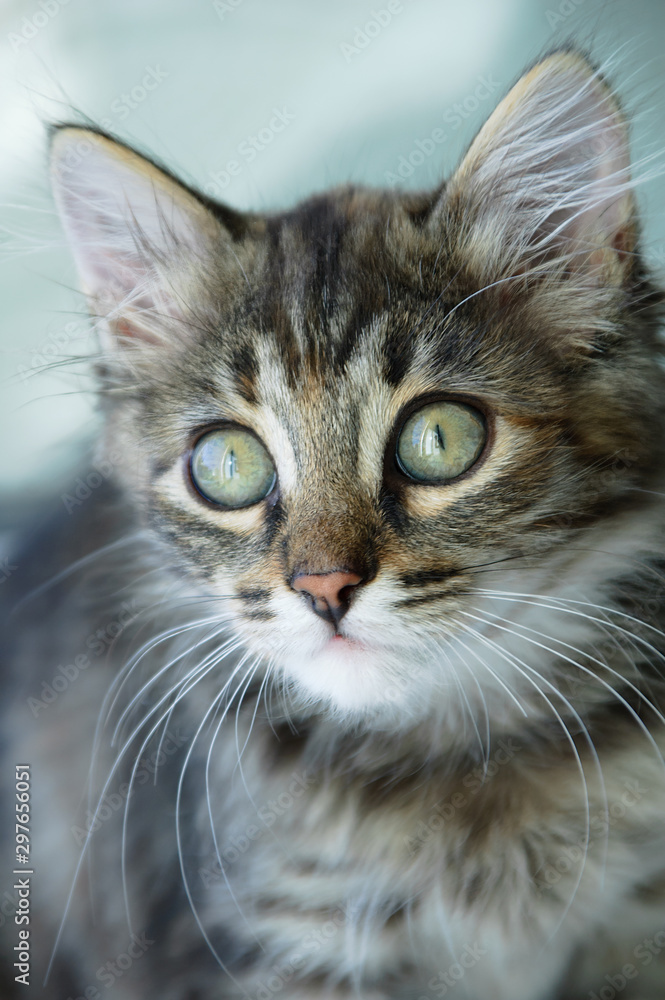 Close-up portrait of a little gray kitten. Horizontal photo. Close-up portrait of a little gray kitten. Horizontal photo.