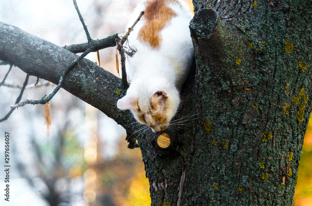 Two colored cat on a tree looks down Two colored cat on a tree looks down