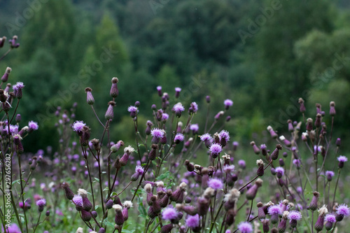 field of purple flowers