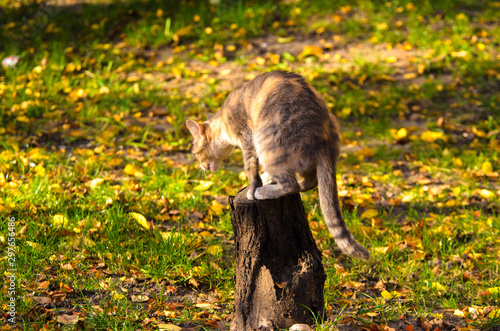 Cat jumped on a stump