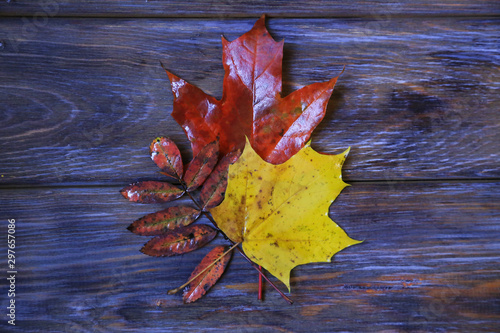 Colorful leaves. Grunge background with wooden planks autumn leaves