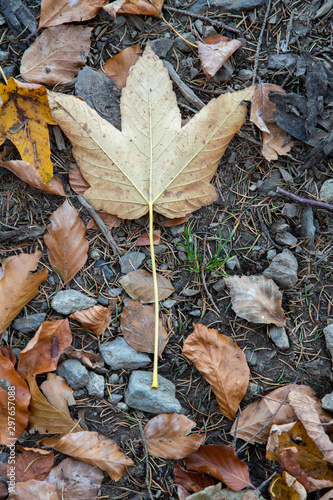 Yellow leaf laying on the ground