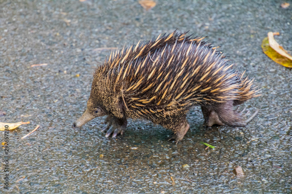 An Echidna foraging An Echidna foraging