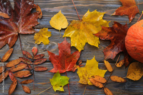 Colorful leaves. Grunge background with wooden planks autumn leaves