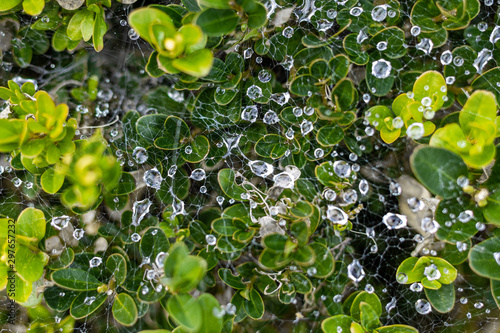 Spider web combined with raindrops on a plant