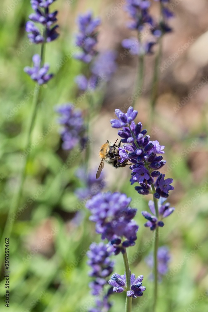 Obraz premium Bumblebee sitting on a lavender flower.