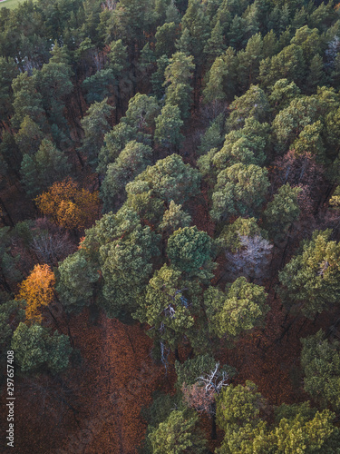 Aerial top down view of autumn forest with green and yellow trees. Mixed deciduous and coniferous forest. Beautiful fall scenery Vingis park  Vilnius city  Lithuania