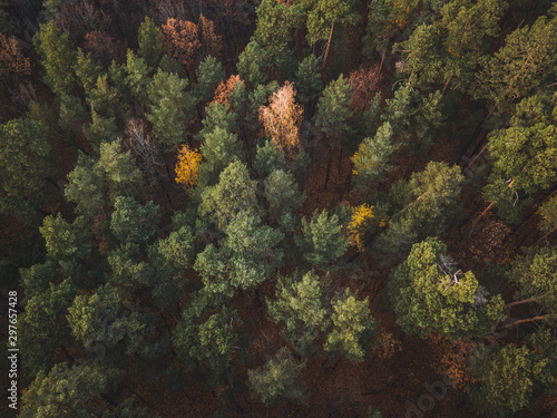 Aerial top down view of autumn forest with green and yellow trees. Mixed deciduous and coniferous forest. Beautiful fall scenery Vingis park, Vilnius city, Lithuania