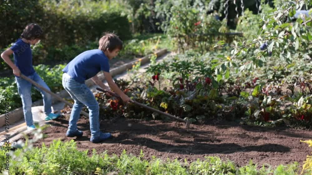 Father and sons, digging in garden for planting plants Father and sons, digging in garden for planting plants