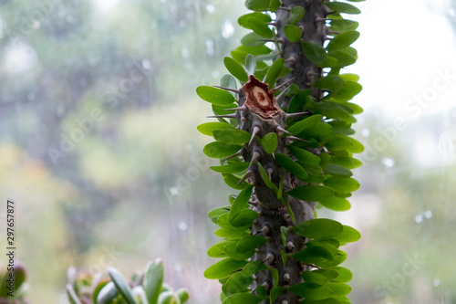 Plant stem with spikes and leaves