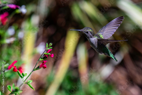 Hummingbird on a flower