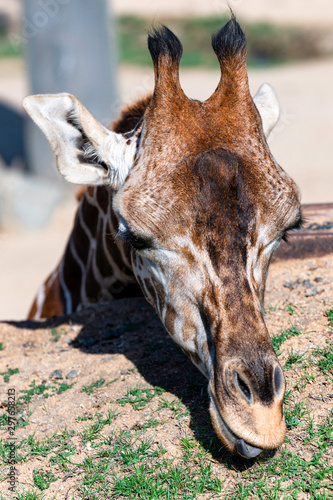 portrait of giraffe