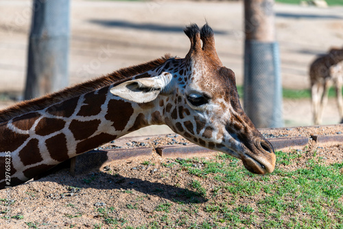 giraffe in zoo