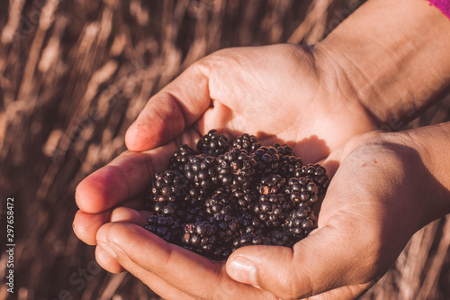 A pair of hands holding a handful of freshly harvested blackberries from the field in the afternoon. golden hour. side view