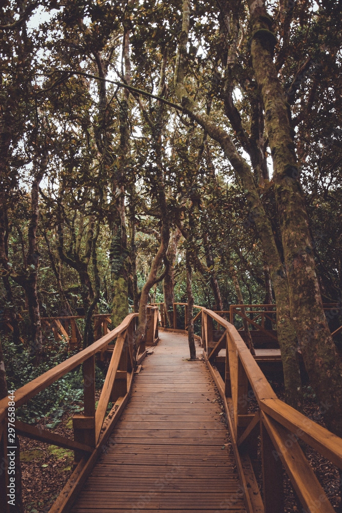 wooden footbridge inside a forest