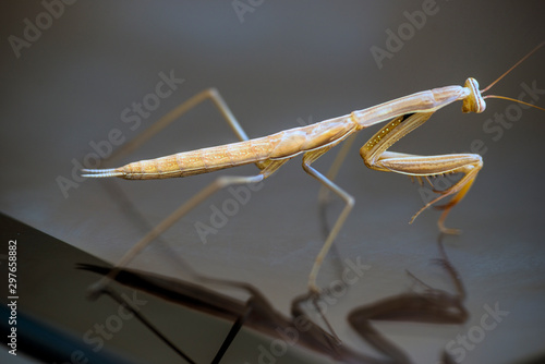 Wallpaper Mural walking stick greece Torontodigital.ca