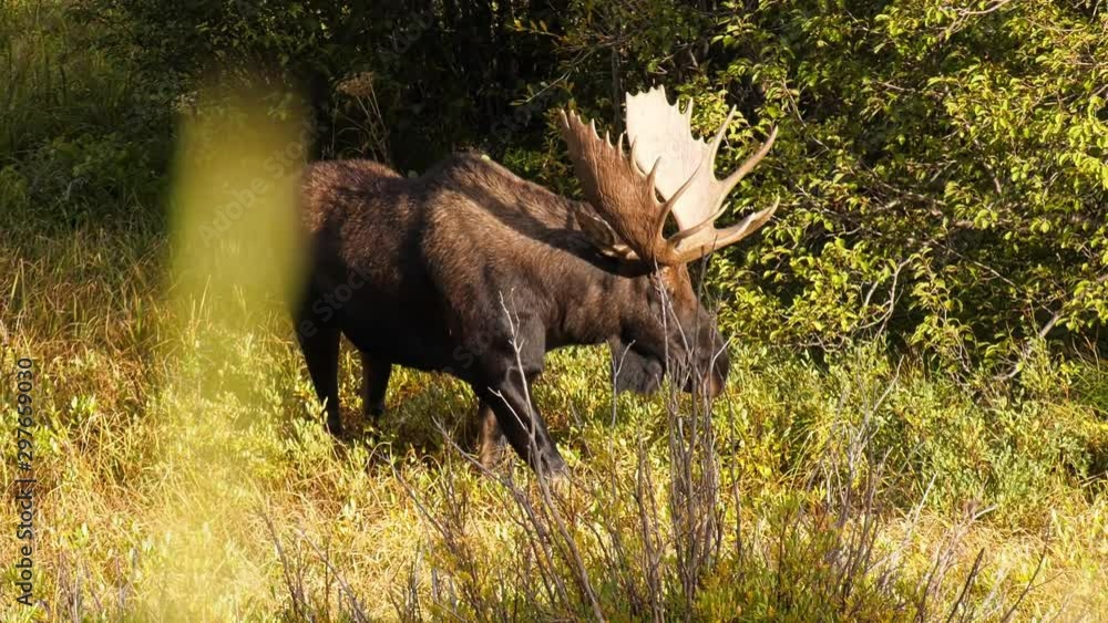 Bull moose walking in a meadow during golden hour in Colorado Bull moose walking in a meadow during golden hour in Colorado
