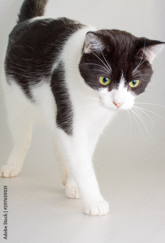 Nice black and white full grown domestic cat
