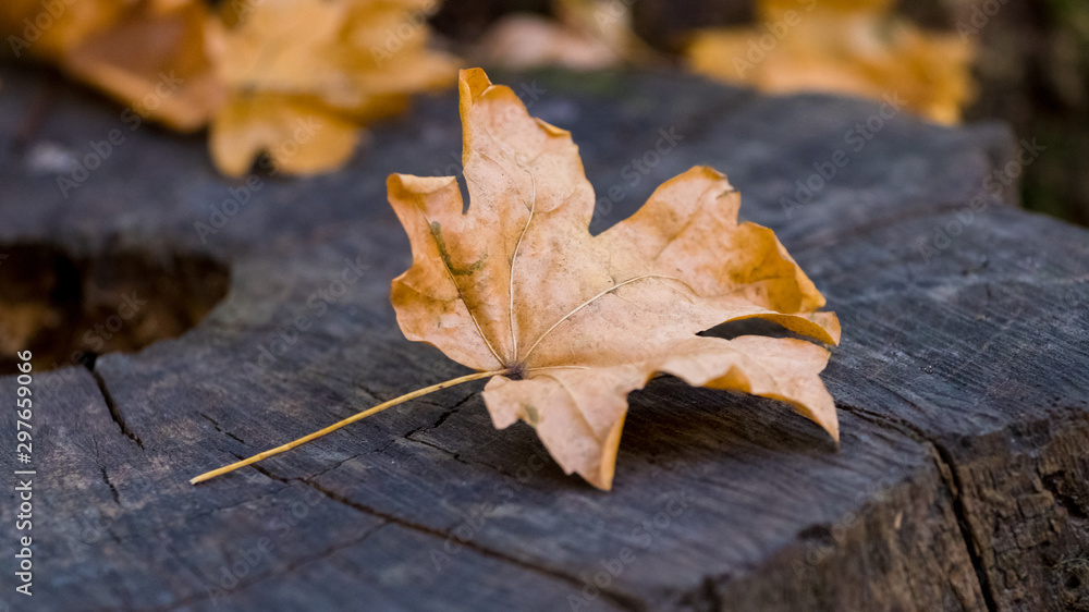 Dry maple leaf on old stump in forest_ Dry maple leaf on old stump in forest_