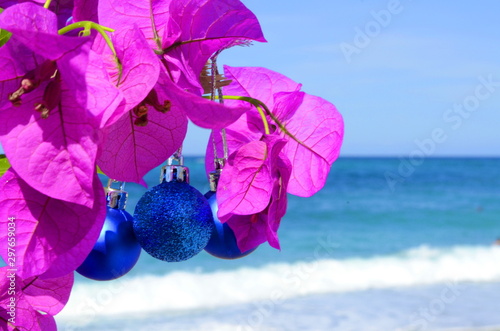 Three blue christmas balls hanging on a branch of bougainvillea. New Year's beach on a tropical island © ShU studio