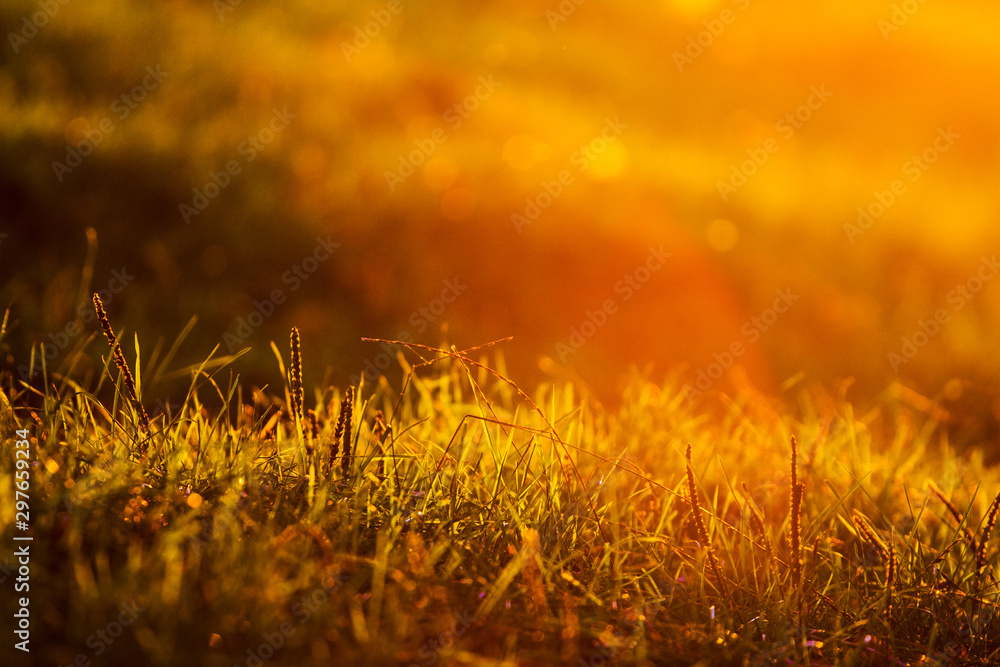 Bright grass in the rays of the evening sun in warm colors_
