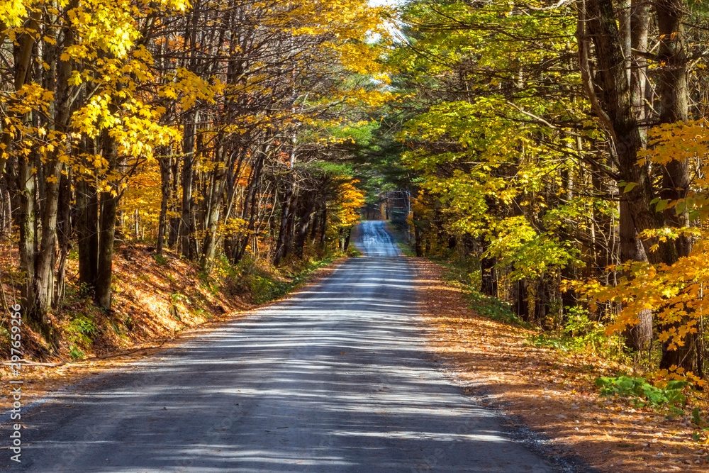 country road in autumn forest