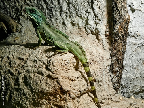lizard on rock