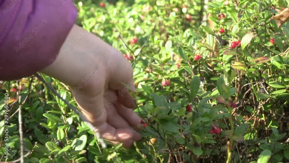 Human hand picks a red cranberries in the woods Human hand picks a red cranberries in the woods
