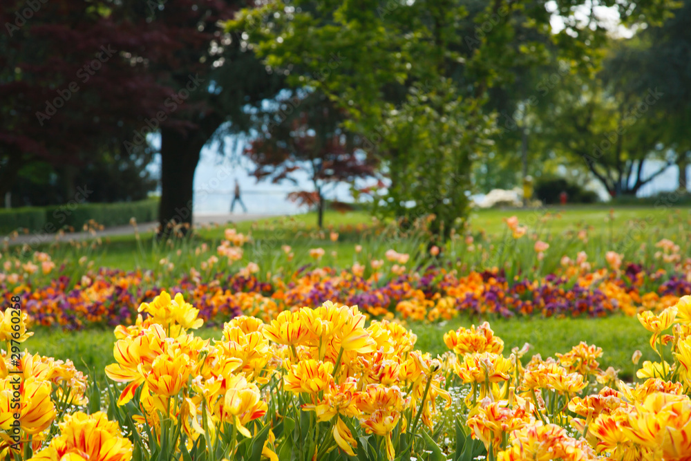 Frühling am Bodensee, Frühlingserwachen, Tulpen am Bodensee Frühling am Bodensee, Frühlingserwachen, Tulpen am Bodensee